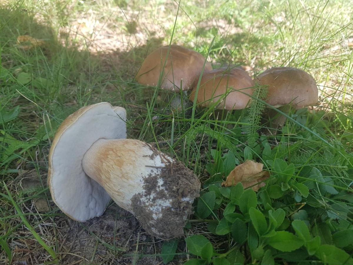 Kurnik Polski Agroturystyka 티코친 외부 사진