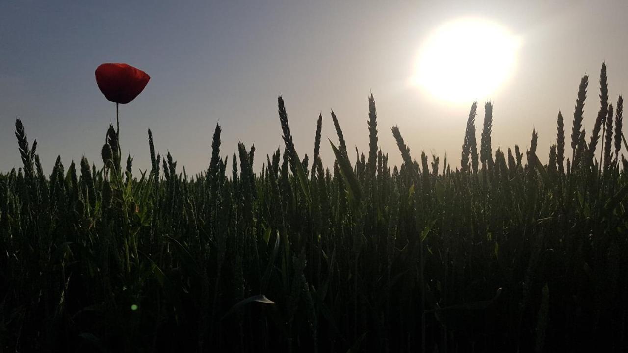 Kurnik Polski Agroturystyka 티코친 외부 사진